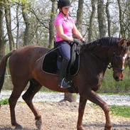 Dansk Varmblod Shepin-død