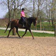 Dansk Varmblod Shepin-død