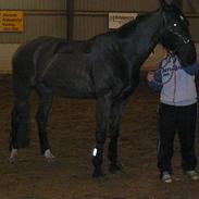 Hollandsk Varmblod Zeus