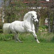 Anden særlig race Belinda R.I.P. 