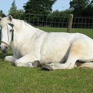 Anden særlig race Belinda R.I.P. 