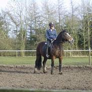 Welsh Cob (sec D) Chaminas Nikita