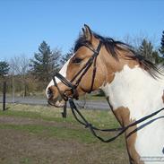 Anden særlig race Kashmir *Solgt*