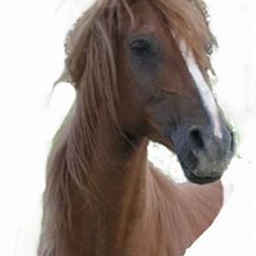 Arabisk fuldblod (OX) Ferrari