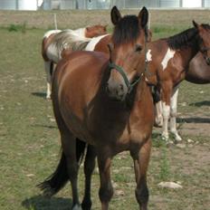 New Forest Strandagers Marchal