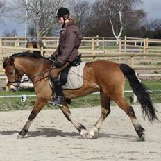 New Forest Strandagers Marchal