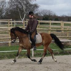 New Forest Strandagers Marchal