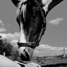 Anden særlig race Bella Luna - mit alt!<3