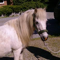 Shetlænder ~Mozart~ <3