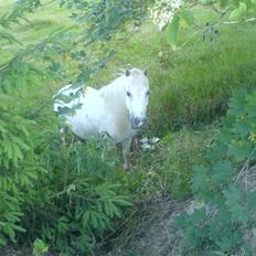 Shetlænder ~Mozart~ <3