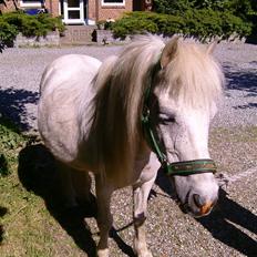 Shetlænder ~Mozart~ <3