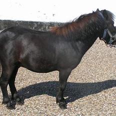 Shetlænder Snuske (solgt)