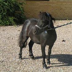 Shetlænder Snuske (solgt)