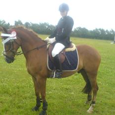 Anden særlig race Aschia - SOLGT