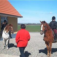 Anden særlig race Aschia - SOLGT