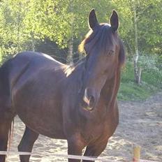 Anden særlig race Fandango R.I.P