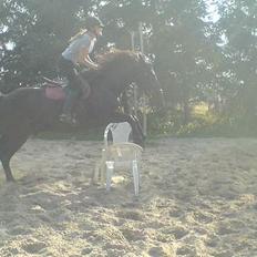 Anden særlig race Fandango R.I.P