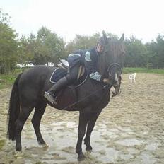 Anden særlig race Fandango R.I.P