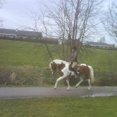 Anden særlig race Cato-Boy 