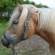 Haflinger Apache (Gumle) - Aflivet 