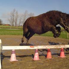 Shetlænder Tulle*SOLGT*