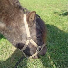 Shetlænder Tulle*SOLGT*