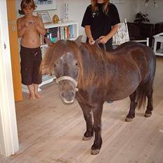 Shetlænder Tulle*SOLGT*