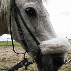 Welsh Mountain (sec A) Bufas