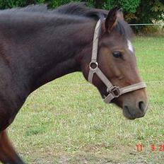 Anden særlig race Fiona*SOLGT*