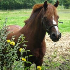 Anden særlig race Snoopy - Elevpony