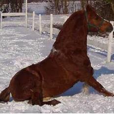 Anden særlig race Snoopy - Elevpony