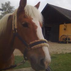 Haflinger Laura