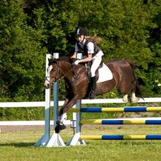 Anden særlig race Tilde