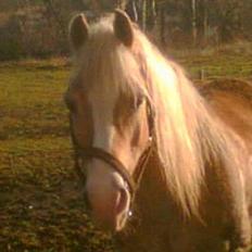 Haflinger Felix