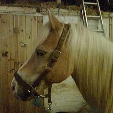 Haflinger Felix
