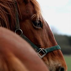 Frederiksborg Engkildegårds Asmun