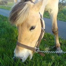 Fjordhest bonni