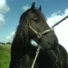 Frieser Hotse - † R.I.P †