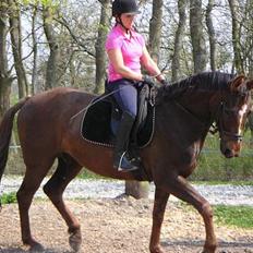 Dansk Varmblod Shepin-død