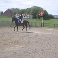 Dansk Varmblod Shepin-død