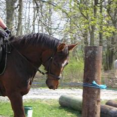 Dansk Varmblod Shepin-død