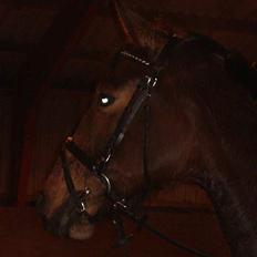 Hollandsk Varmblod Joli (solgt tilbage)