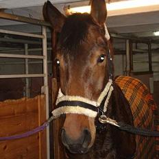 Hollandsk Varmblod Joli (solgt tilbage)