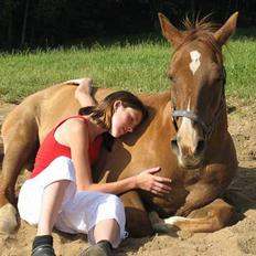 Arabisk fuldblod (OX) Bandaz