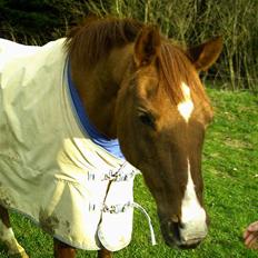 Arabisk fuldblod (OX) Bandaz