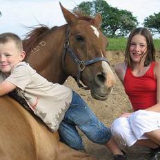 Arabisk fuldblod (OX) Bandaz