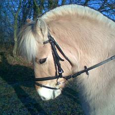 Fjordhest Laban 
