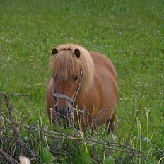Shetlænder Becca R.I.P :'(