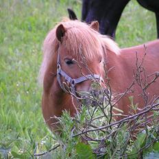 Shetlænder Becca R.I.P :'(