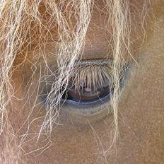 Shetlænder Becca R.I.P :'(